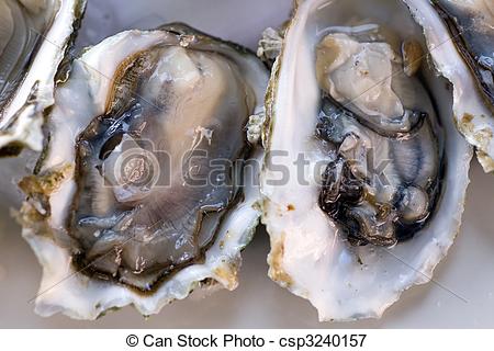Picture Of Fresh Oyster   Fresh Half Shell Oyster On The Plate In
