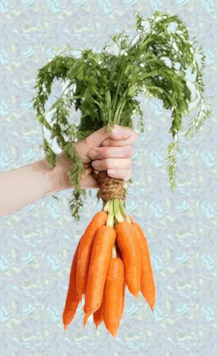 Pin Dangling Carrot 1 Clipart Clip Art On Pinterest