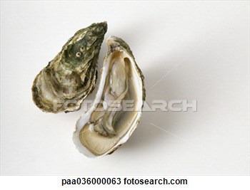 Stock Photo   Oyster Shell And Open Oyster Half Close Up  Fotosearch