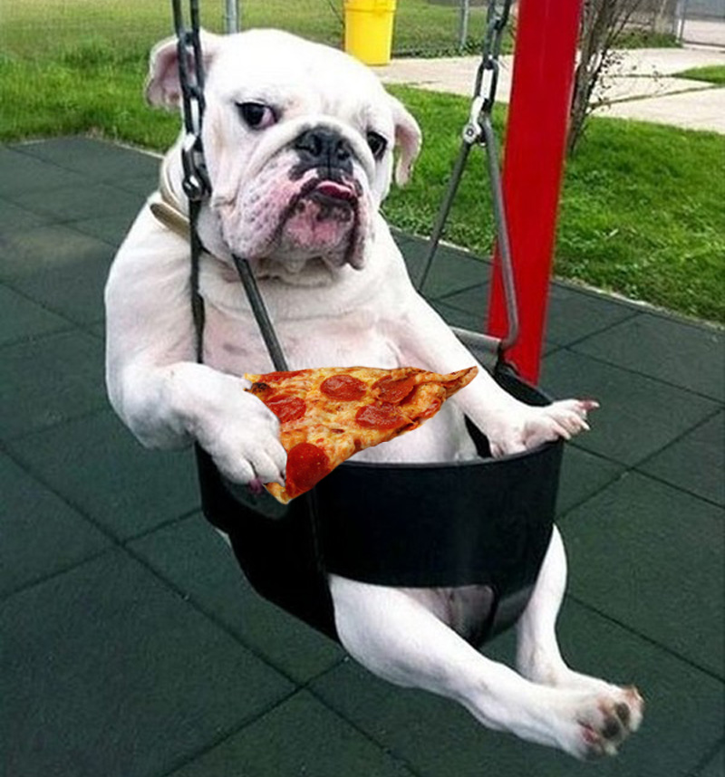 Animals Eating Pizza Bulldogs Eat Pizza