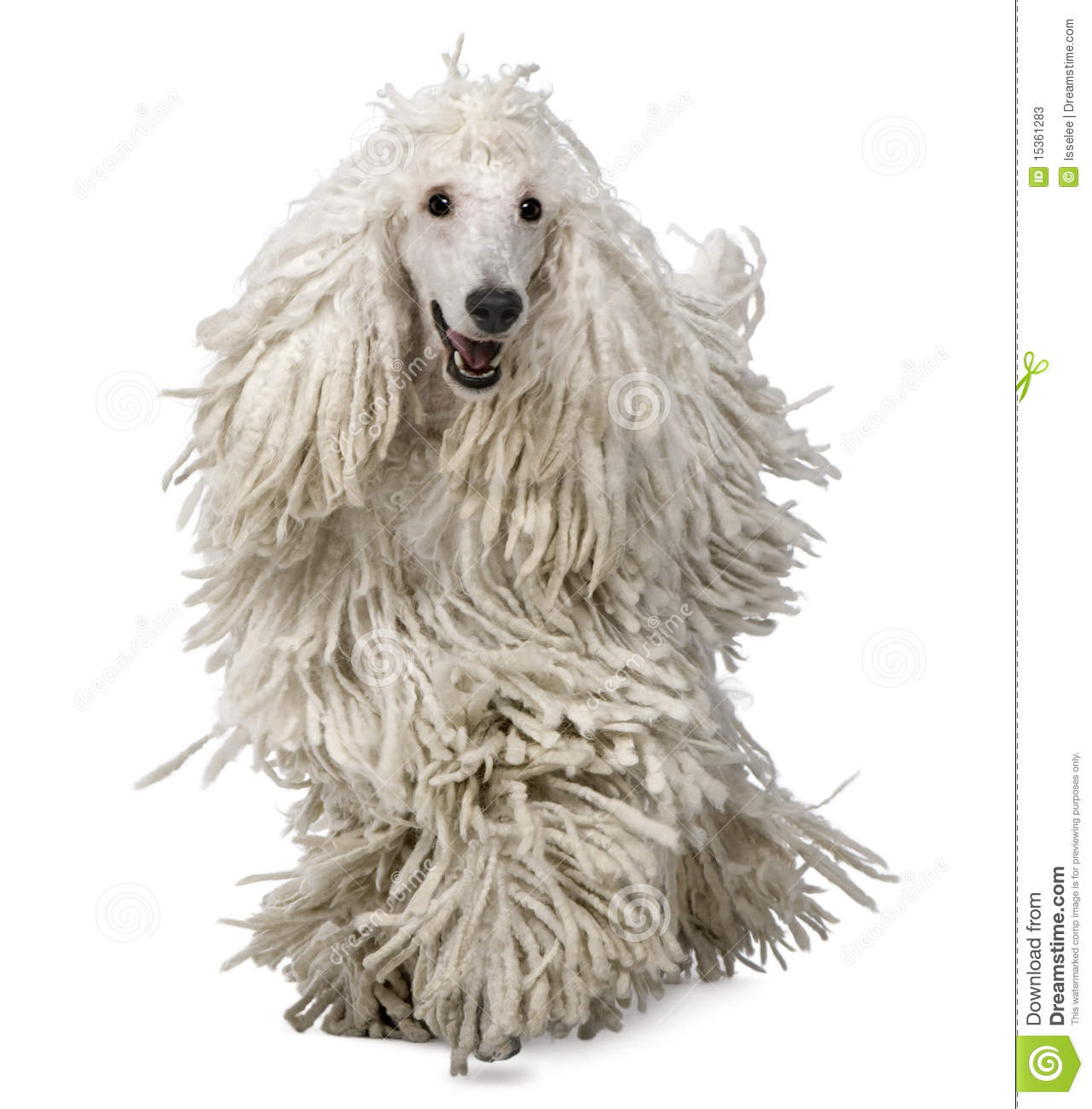 Front View Of White Corded Standard Poodle Walking In Front Of White