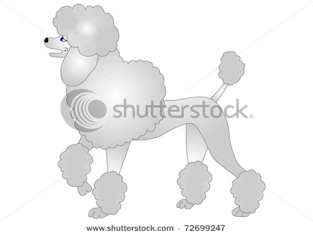 Picture Of A Trained  Groomed Standard Poodle Posing In A Vector Clip