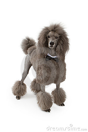Standard Poodle Dog With Bow Tie Royalty Free Stock Photography
