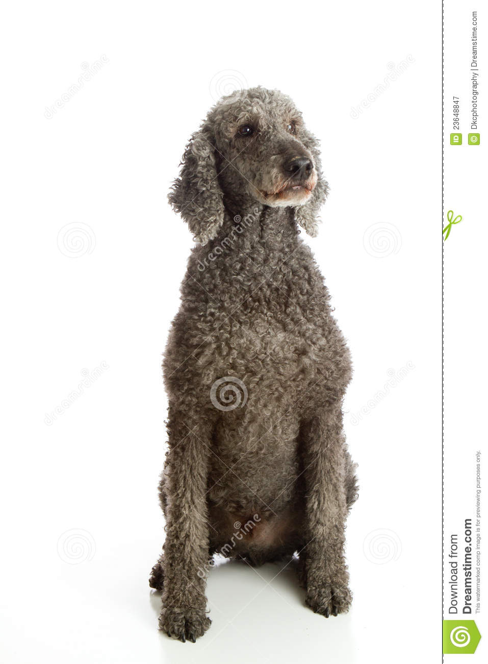 Standard Poodle Grey Royalty Free Stock Photography   Image  23648847