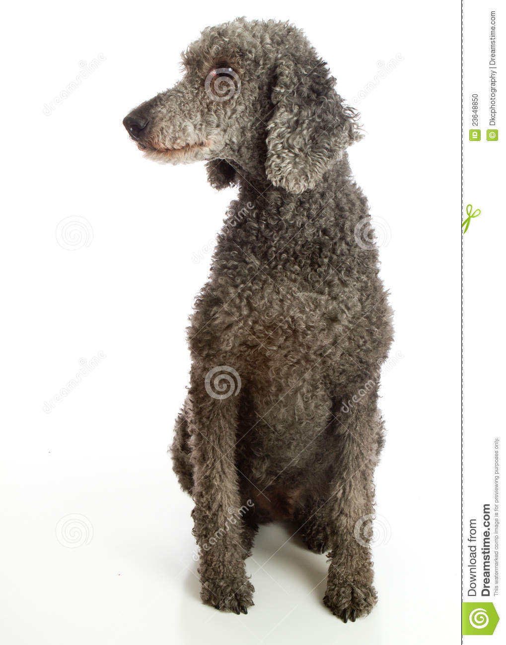 Standard Poodle Grey Stock Photo   Image  23648850