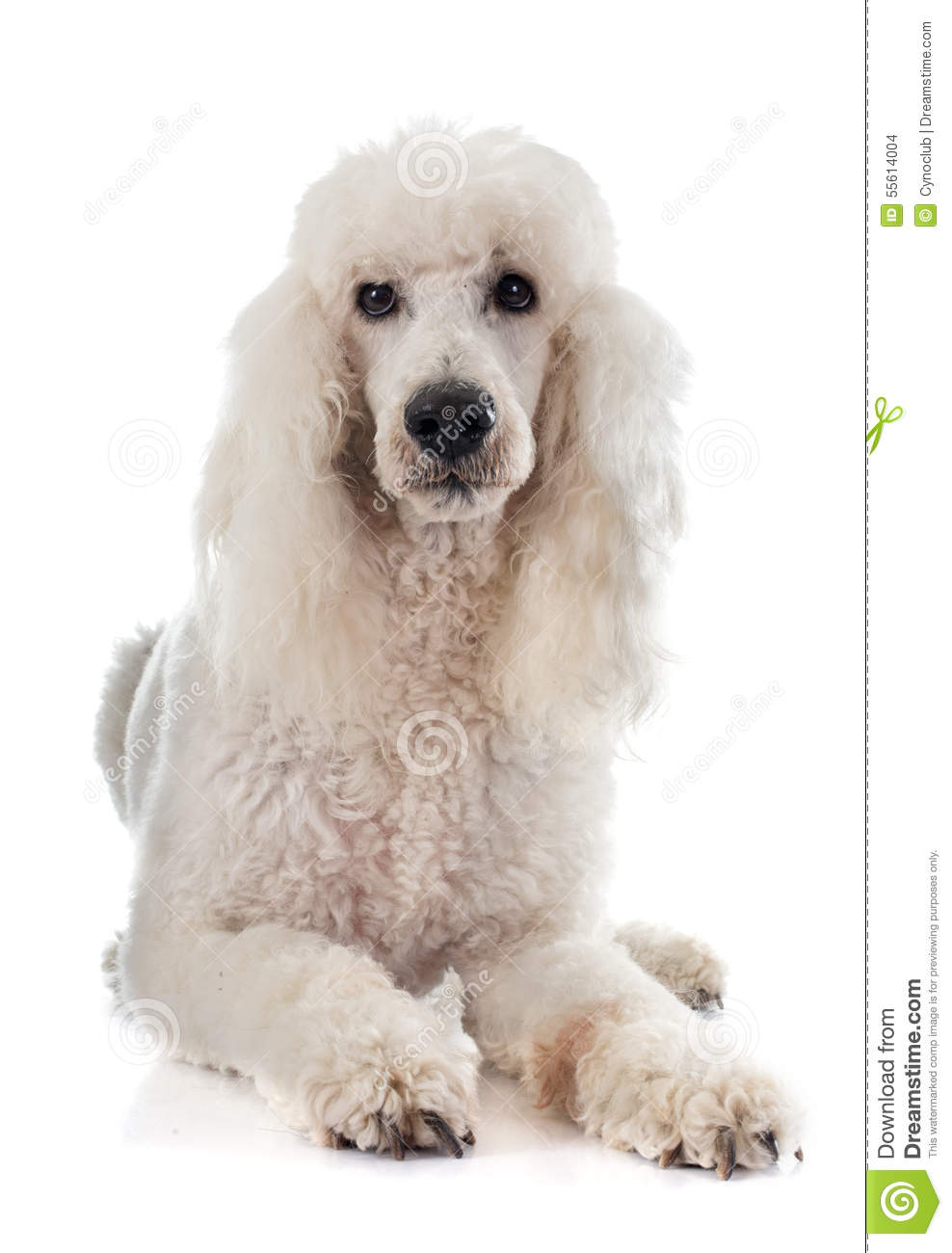 Standard Poodle In Front Of White Background