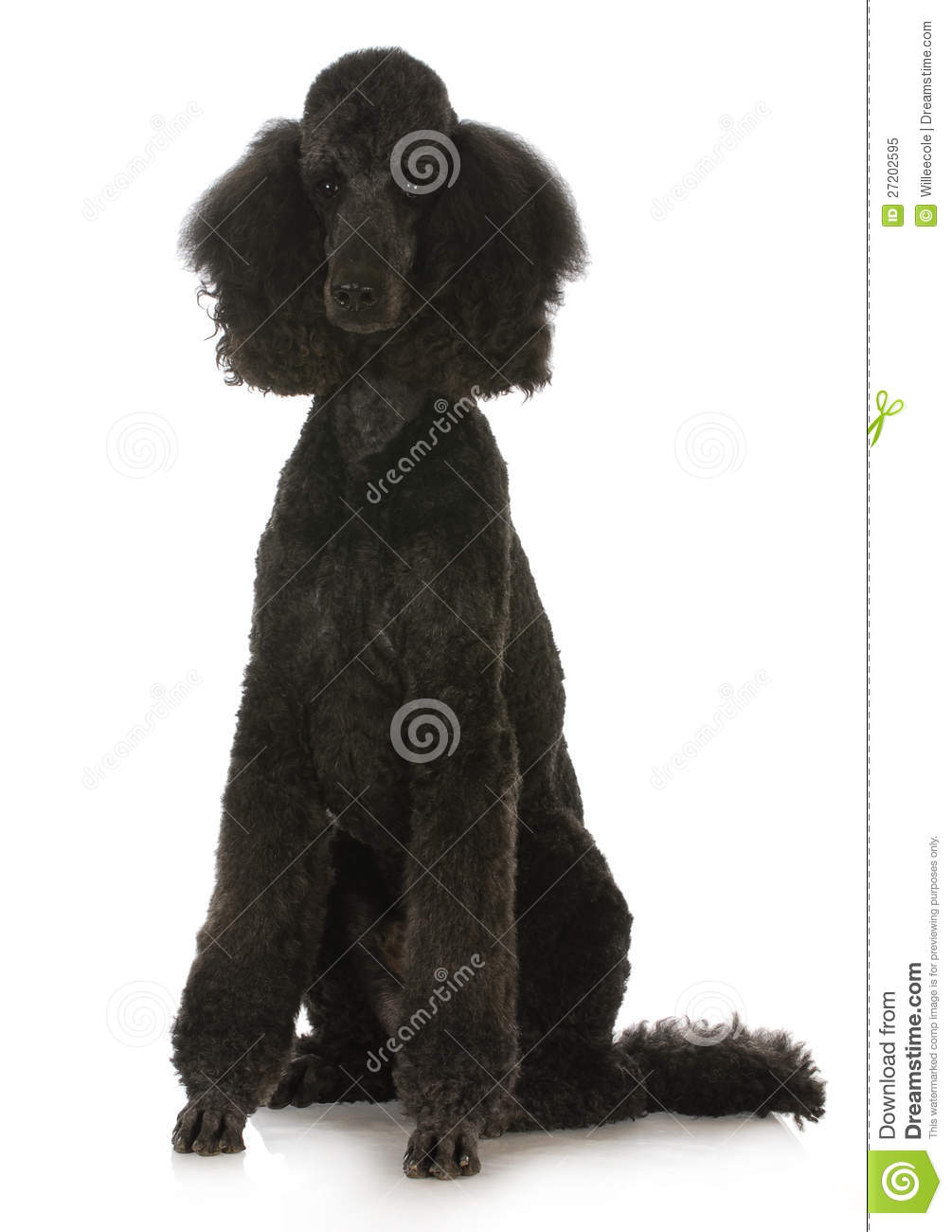Standard Poodle Royalty Free Stock Photo   Image  27202595