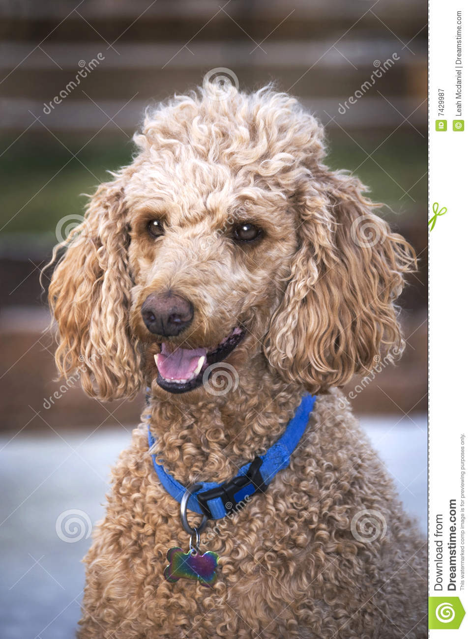 Standard Poodle Royalty Free Stock Photography   Image  7429987