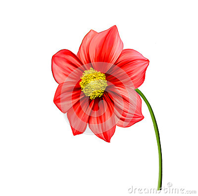 Bright Colorful Dahlia Flower Spring Flower Isolated On White    