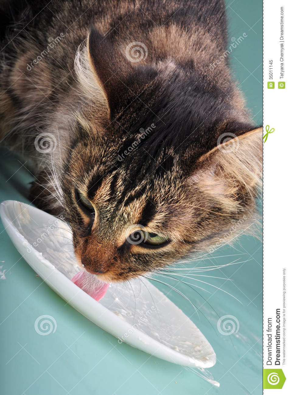 Cat Eating Sour Milk Royalty Free Stock Photo   Image  35011145