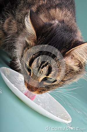Cat Eating Sour Milk Royalty Free Stock Photo   Image  35011145
