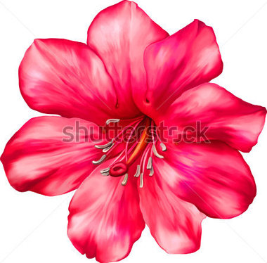 Hermosa Flor Roja Rosa Brillante  Aislado En Blanco  Vector