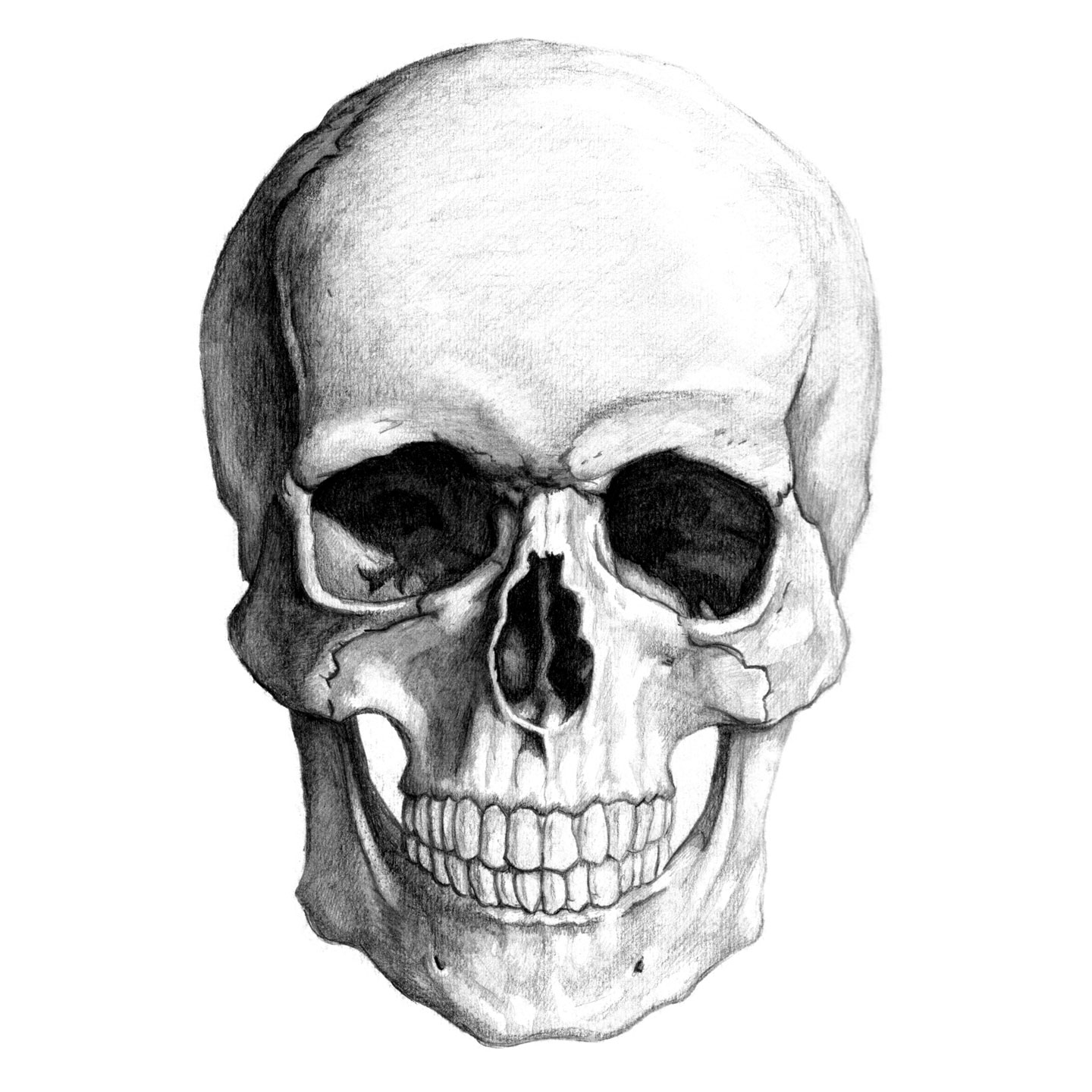 Kernie Cam Productions  Gallery  Skull Pencil Drawing