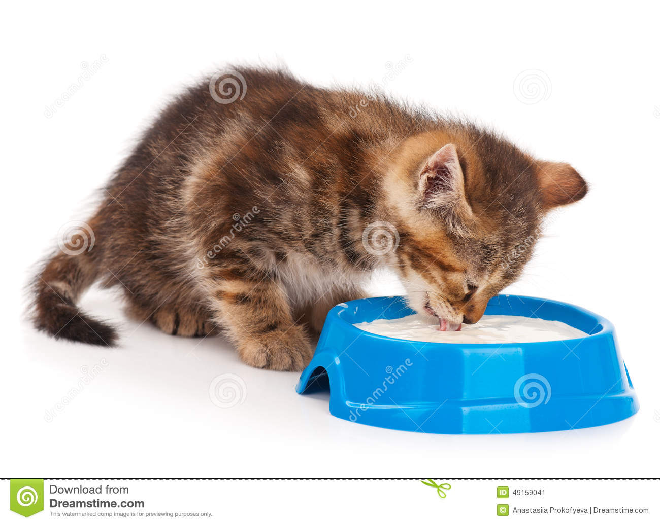     Little Kitten Lick Its Lips After Sour Cream Over White Background