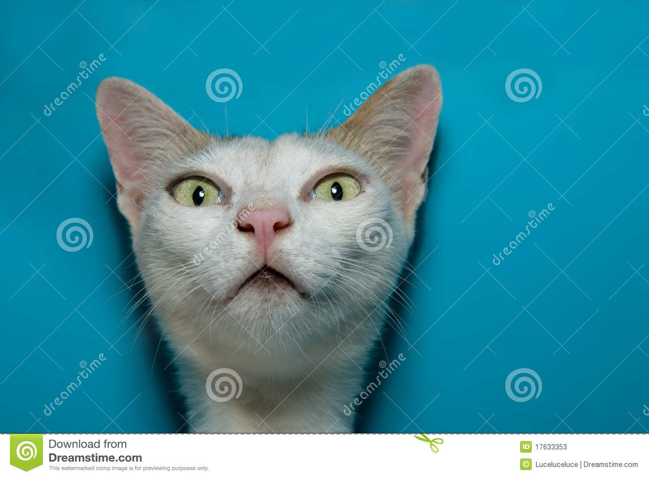 Sour Puss On Blue Background With Text Space