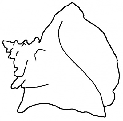 13 Conch Shell Clip Art Free Cliparts That You Can Download To You