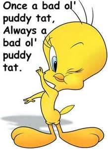 Once A Bad Ol  Puddy Tat Always A Bad Ol  Puddy Tat   More