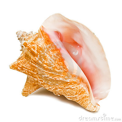 Royalty Free Stock Images  Conch Shell  Image  7397129