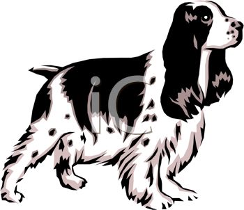 Picture Of A Cocker Spaniel Dog Standing At Attention In A Vector Clip