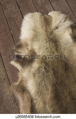Bear Fur Directly Above Close Up Animal Skin View Large Photo    