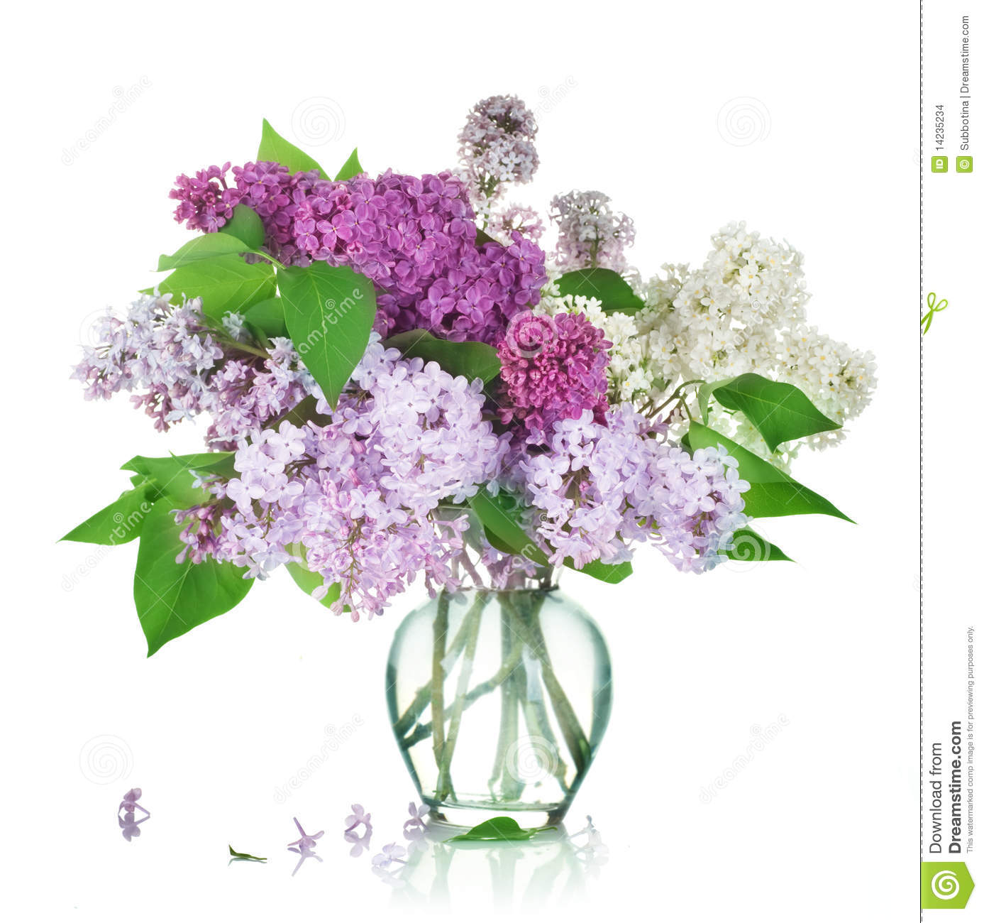 Beautiful Bouquet Of Lilac Flowers Isolated On White 