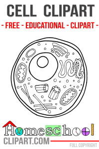 Free Anatomy Clipart For Teachers  Featuring A Human Cell Heart