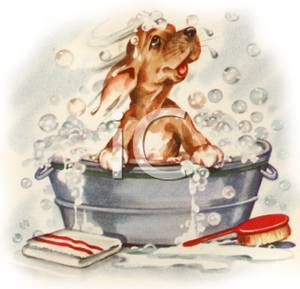 Puppy Sitting In A Wash Tub Of Bubbles   Royalty Free Clipart Picture