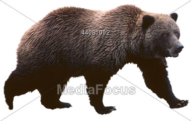 Stock Photo Brown Bear Clipart   Image 44081002   Brown Bear Stock    