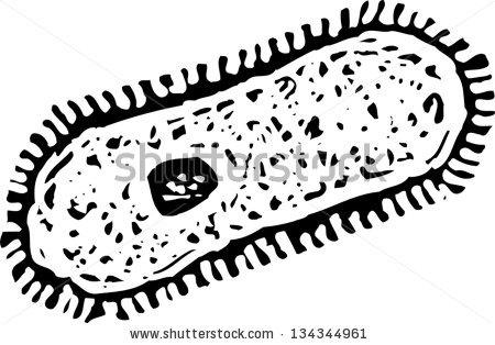 Black And White Vector Illustration Of A Paramecium   Stock Vector