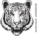 Black And White Vector Sketch Of A Tiger S Face   Stock Vector
