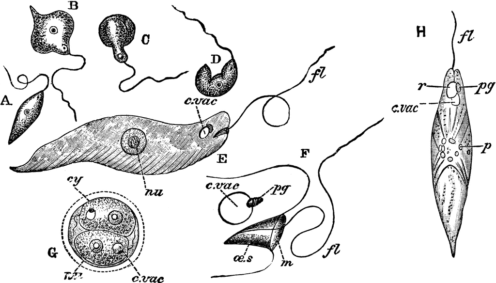 Euglena Viridis   Clipart Etc