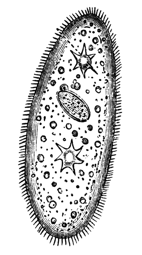 Paramecium   Clipart Etc