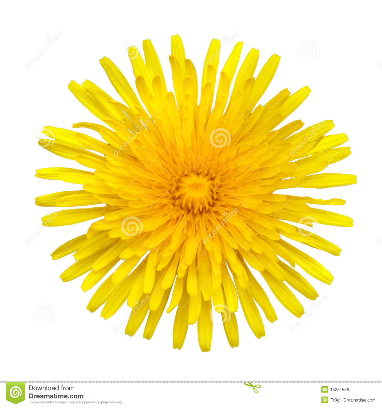 Yellow Dandelion   Taraxacum Officinale Isolated Royalty Free Stock