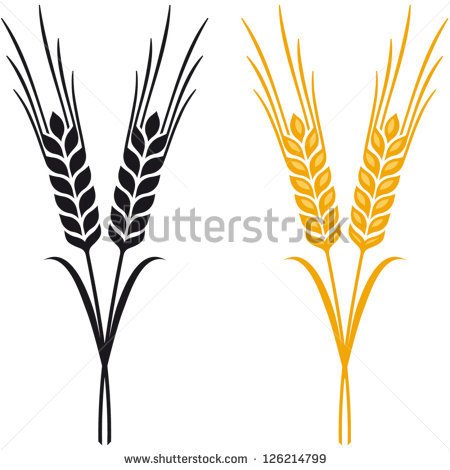 Ears Of Wheat Barley Or Rye Common Barley Or Hordeum