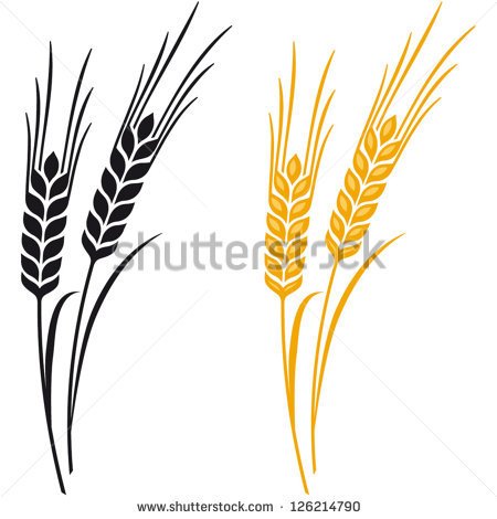 Ears Of Wheat Barley Or Rye Vector Visual Graphic Icons Ideal For    
