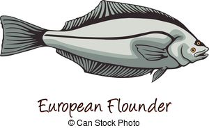 European Flounder Color Illustration Vectors