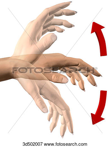 The Wrist Showing Extension And Flexion  3d502007   Search Eps Clipart