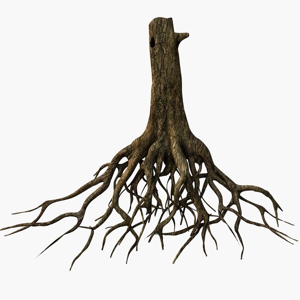 Tree Roots Pictures   Clipart Best
