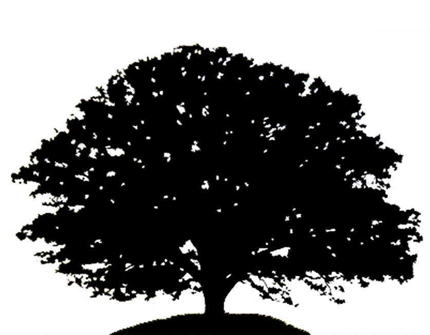 Tree Silhouette Oak Tree