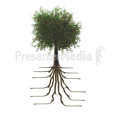 Tree With Roots   Presentation Clipart   Great Clipart For