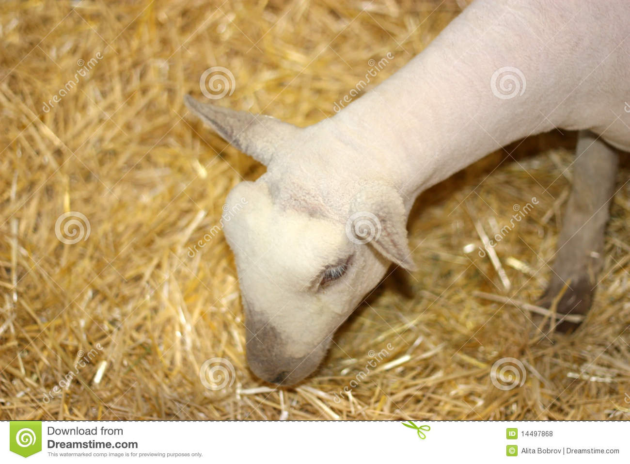 Baby Lamb Royalty Free Stock Photos   Image  14497868
