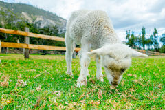 Cute Lamb Farm Stock Photos   Images