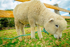 Cute Lamb In A Farm Royalty Free Stock Photo