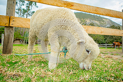 Cute Lamb In A Farm Stock Photo   Image  50458528