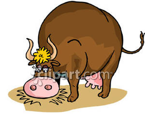Fat Cow Eating Hay   Royalty Free Clipart Picture