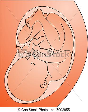 Full Belly Clipart Vector   Fetus In Belly Full