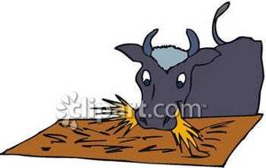 Grey Cow Eating Hay   Royalty Free Clipart Picture