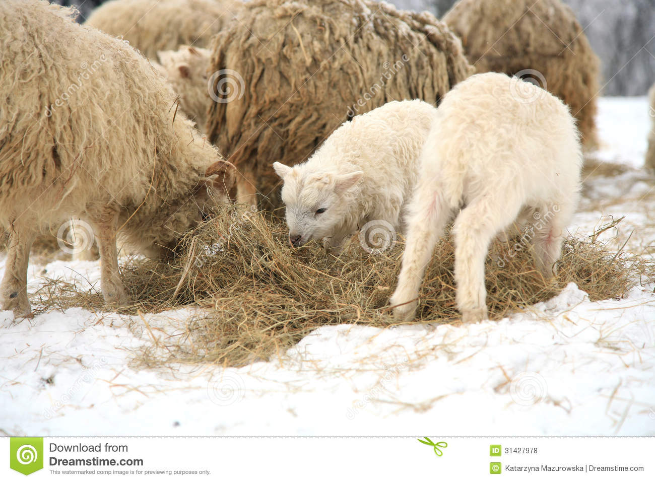 Herd Of Sheep Skudde With Lamb Eating The Hay Meadow Covered With Snow    