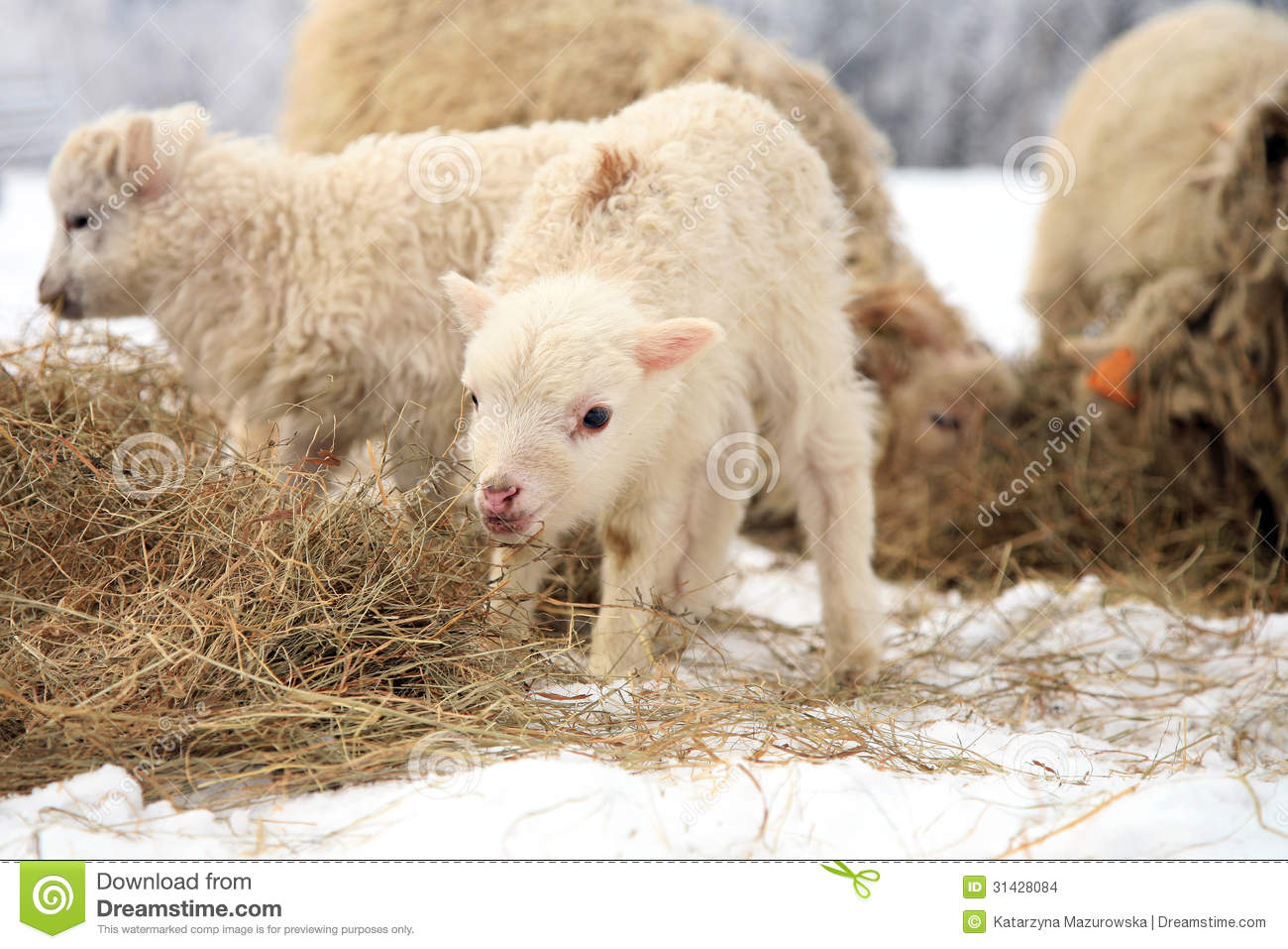 Herd Of Sheep Skudde With Lamb Eating The Hay Meadow Covered With Snow