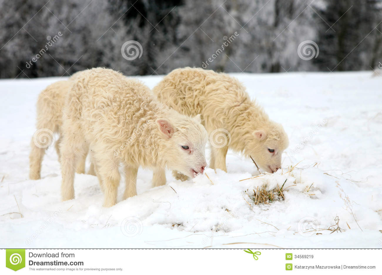 Lambs Royalty Free Stock Images   Image  34569219